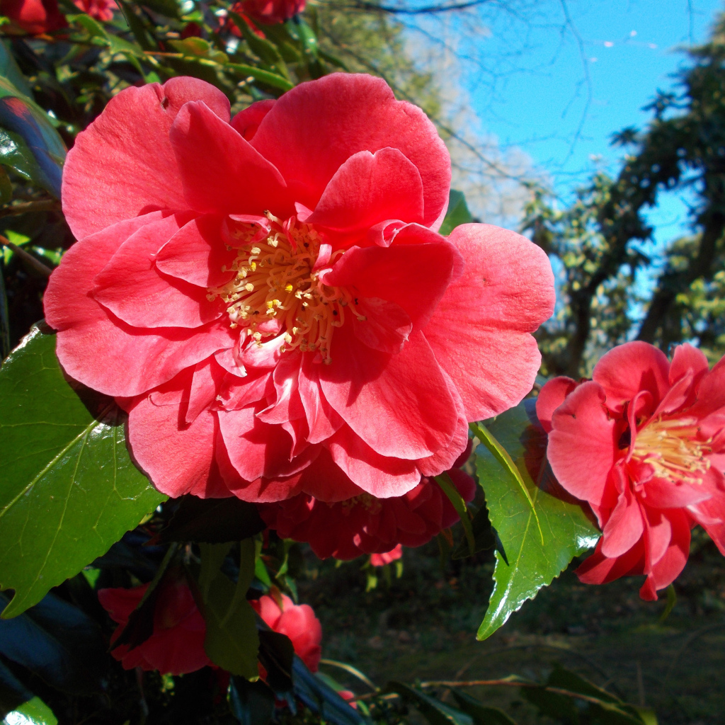 Розовые цветы камелии с зелеными листьями на ветке 