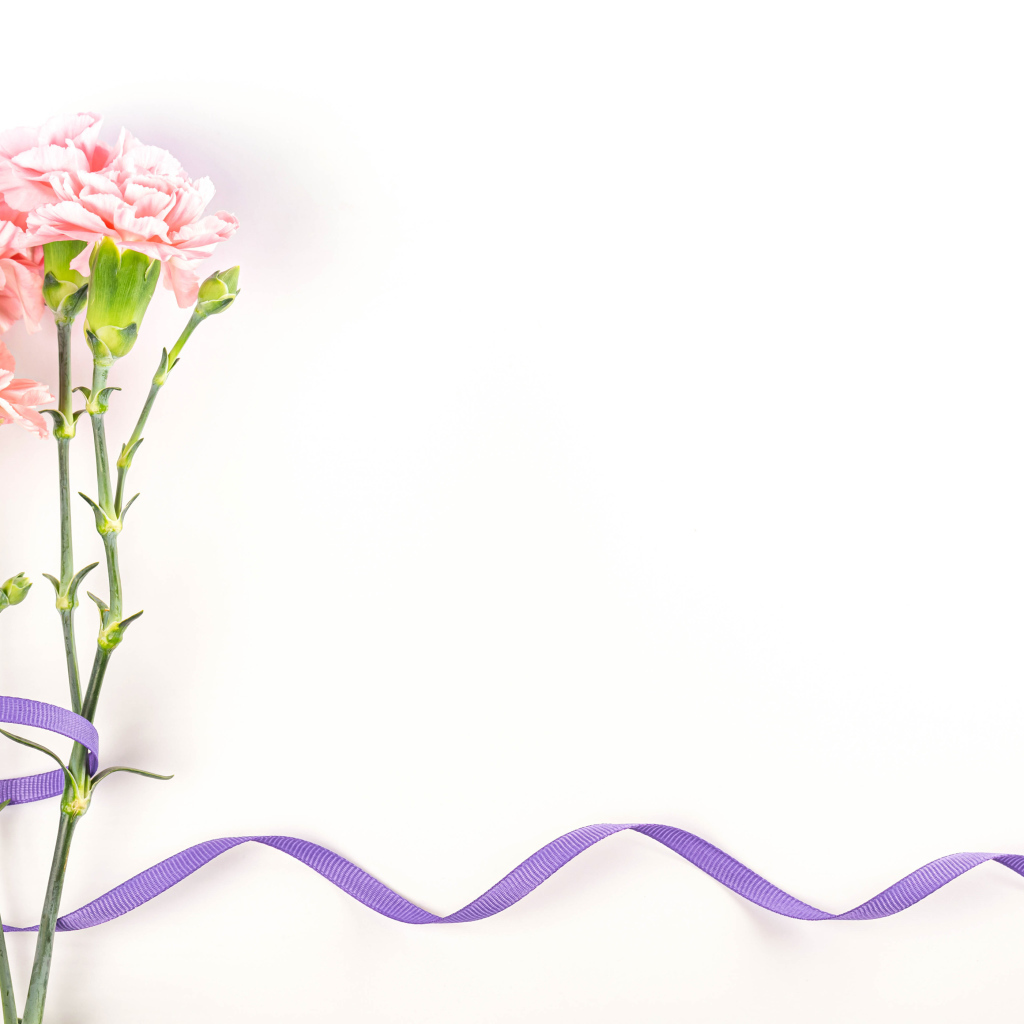 Розовые гвоздики с ленточкой на белом фоне