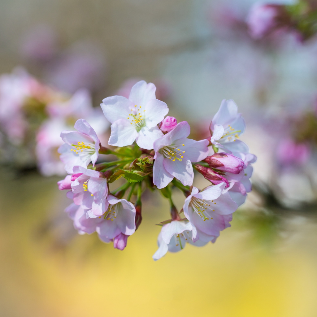 Розовые цветы черешни на ветке дерева