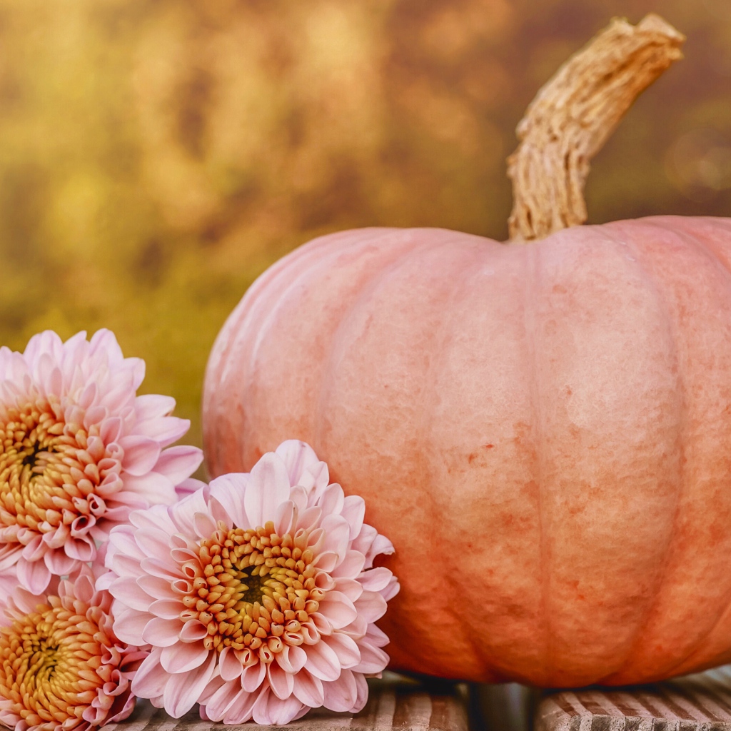 Розовые цветы хризантемы с тыквой 