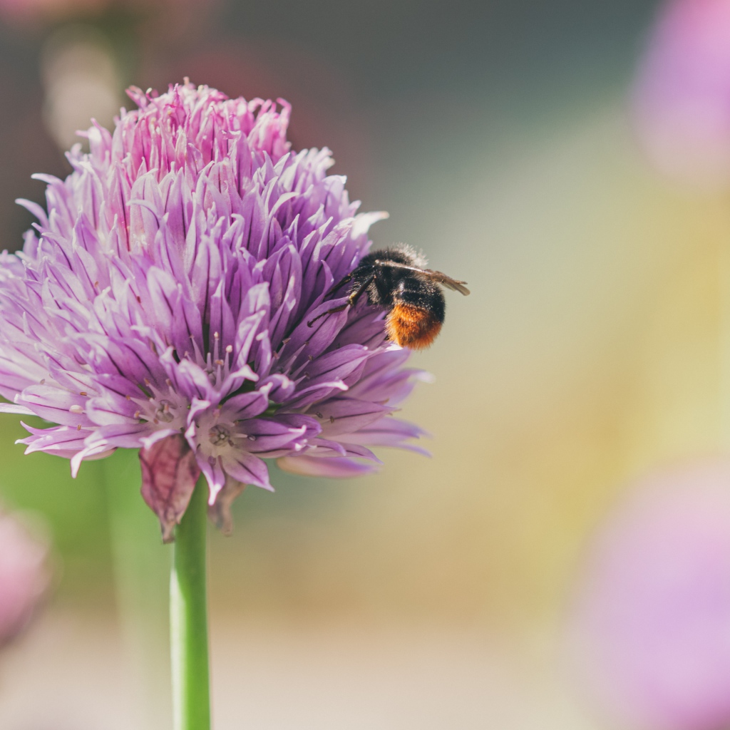 Розовый цветок клевера крупным планом летом
