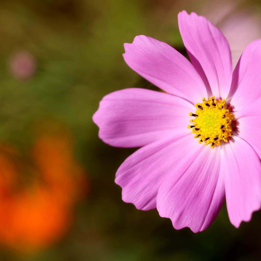 Розовый цветок космеи с желтой серединкой 