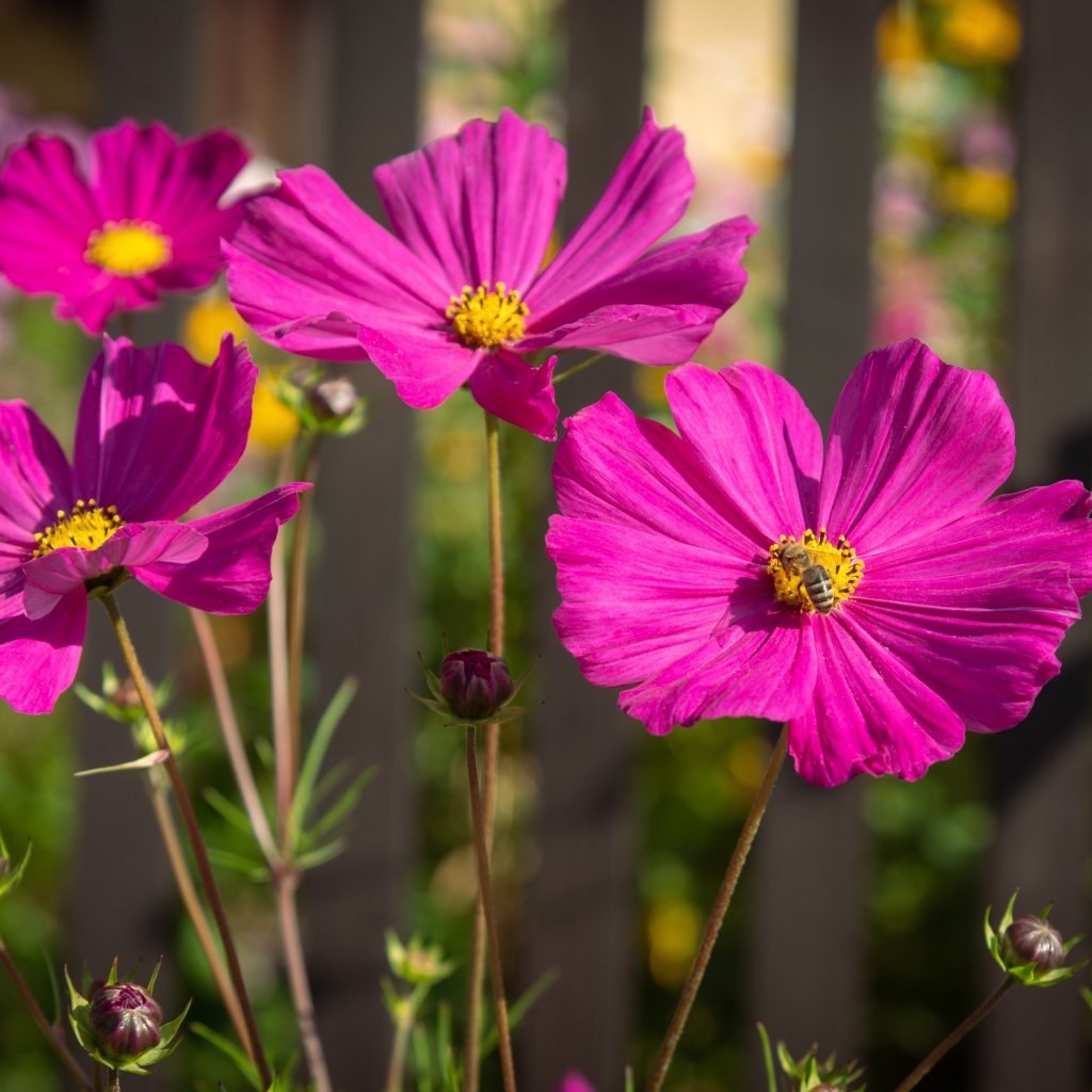 Розовые цветы космеи с бутонами на клумбе