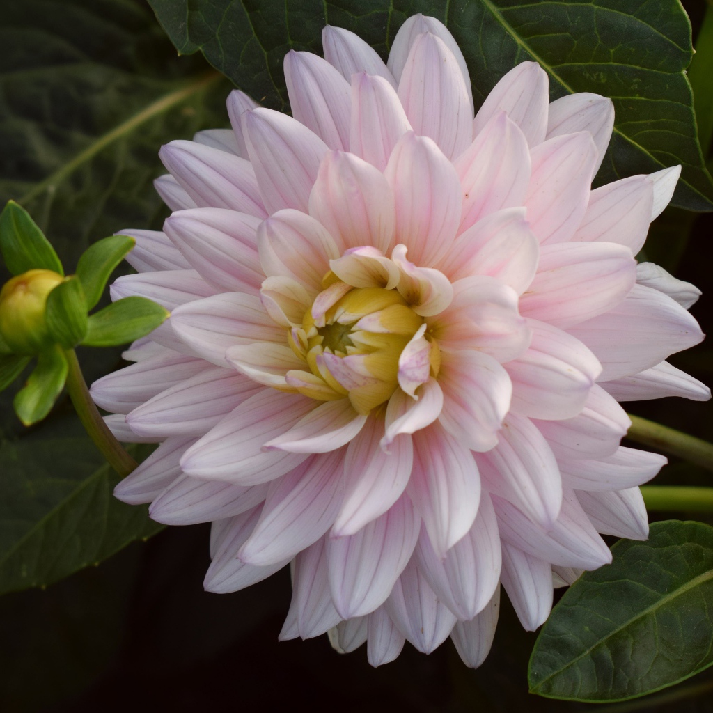 Розовый цветок георгина  зелеными листьями 