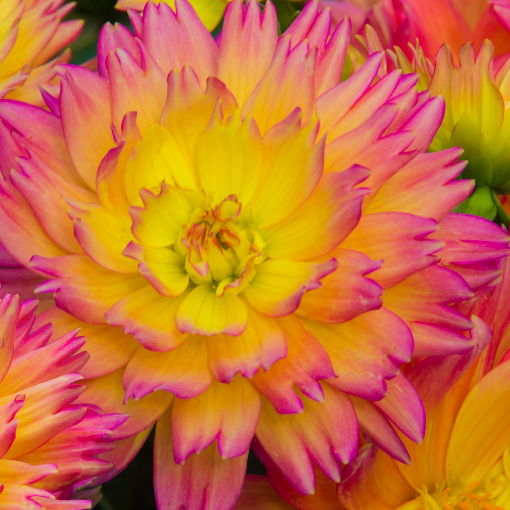 Розовые цветы георгина с желтой серединкой