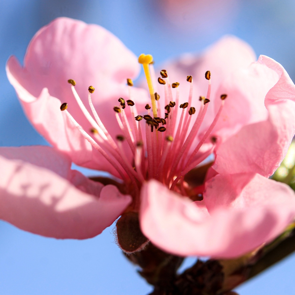 Розовый нежный цветок на ветке персика