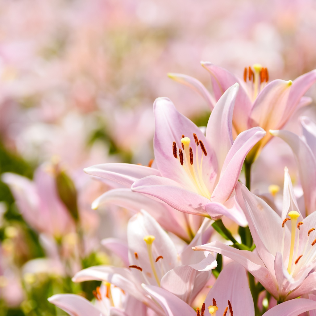 Розовые цветы нежной лилии крупным планом 