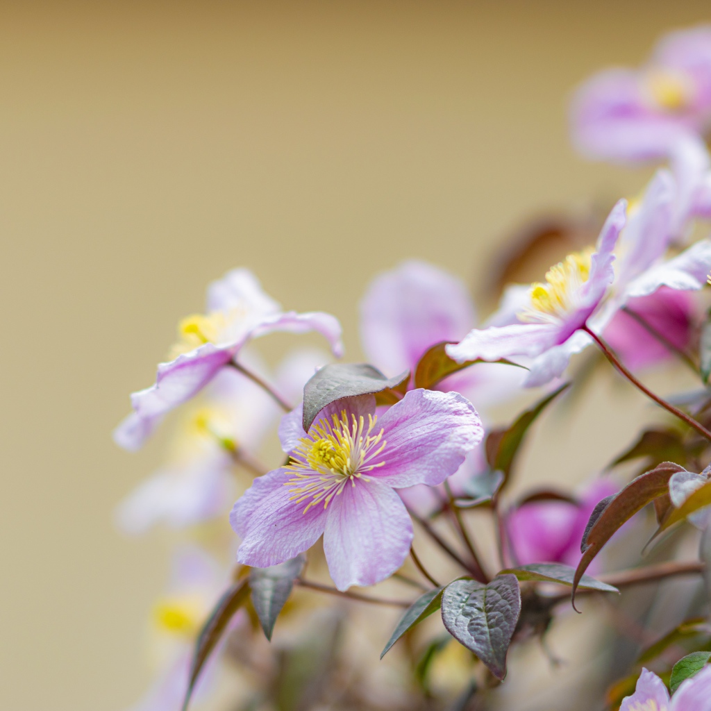 Розовые цветы клематиса на клумбе 