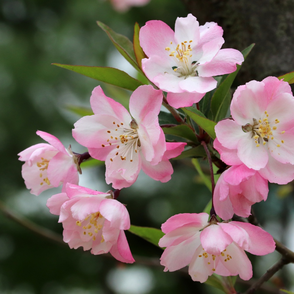 Розовые цветы на ветке с зелеными листьями