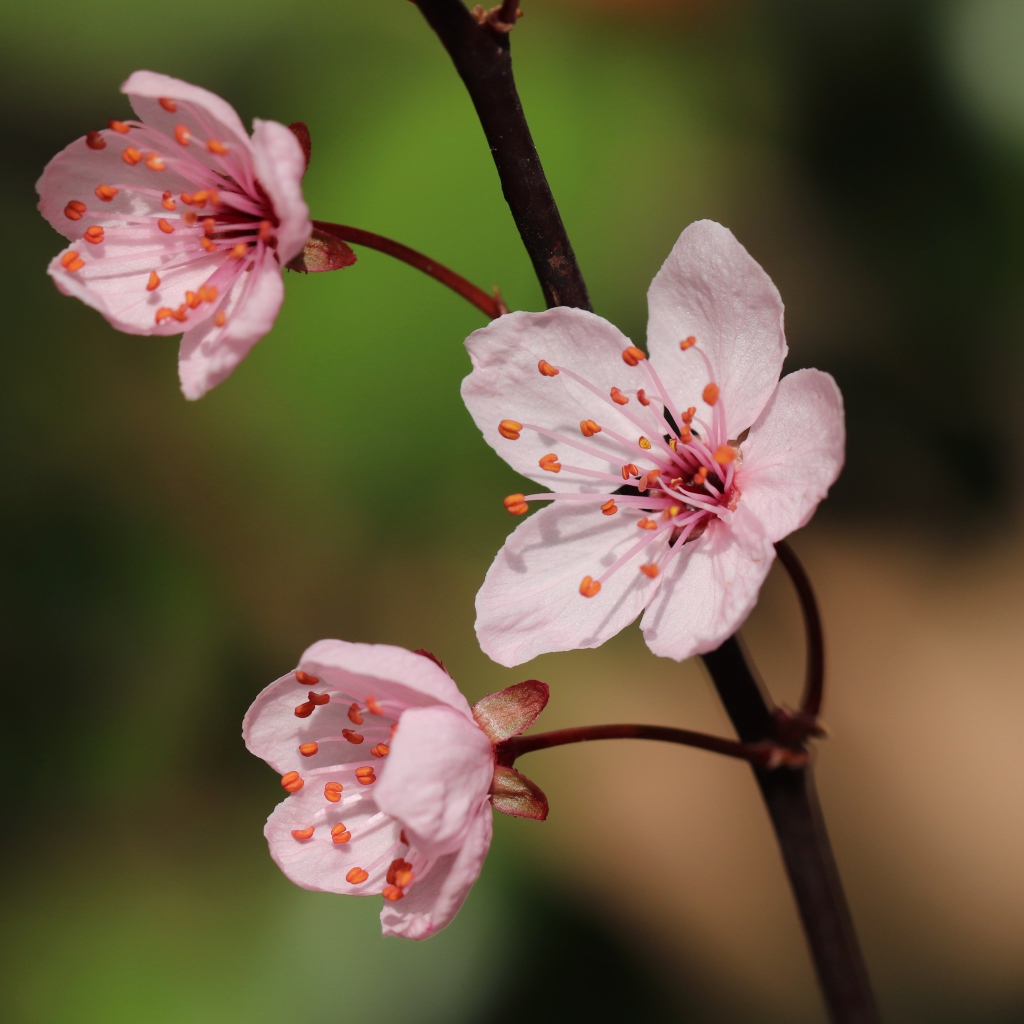Розовые цветы на тонкой ветке 