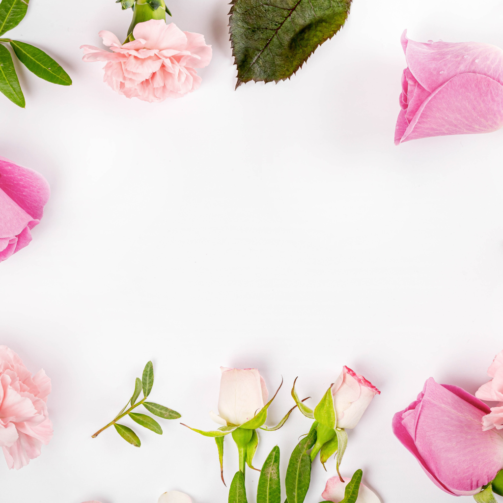 Розовые цветы розы и гвоздики на белом фоне