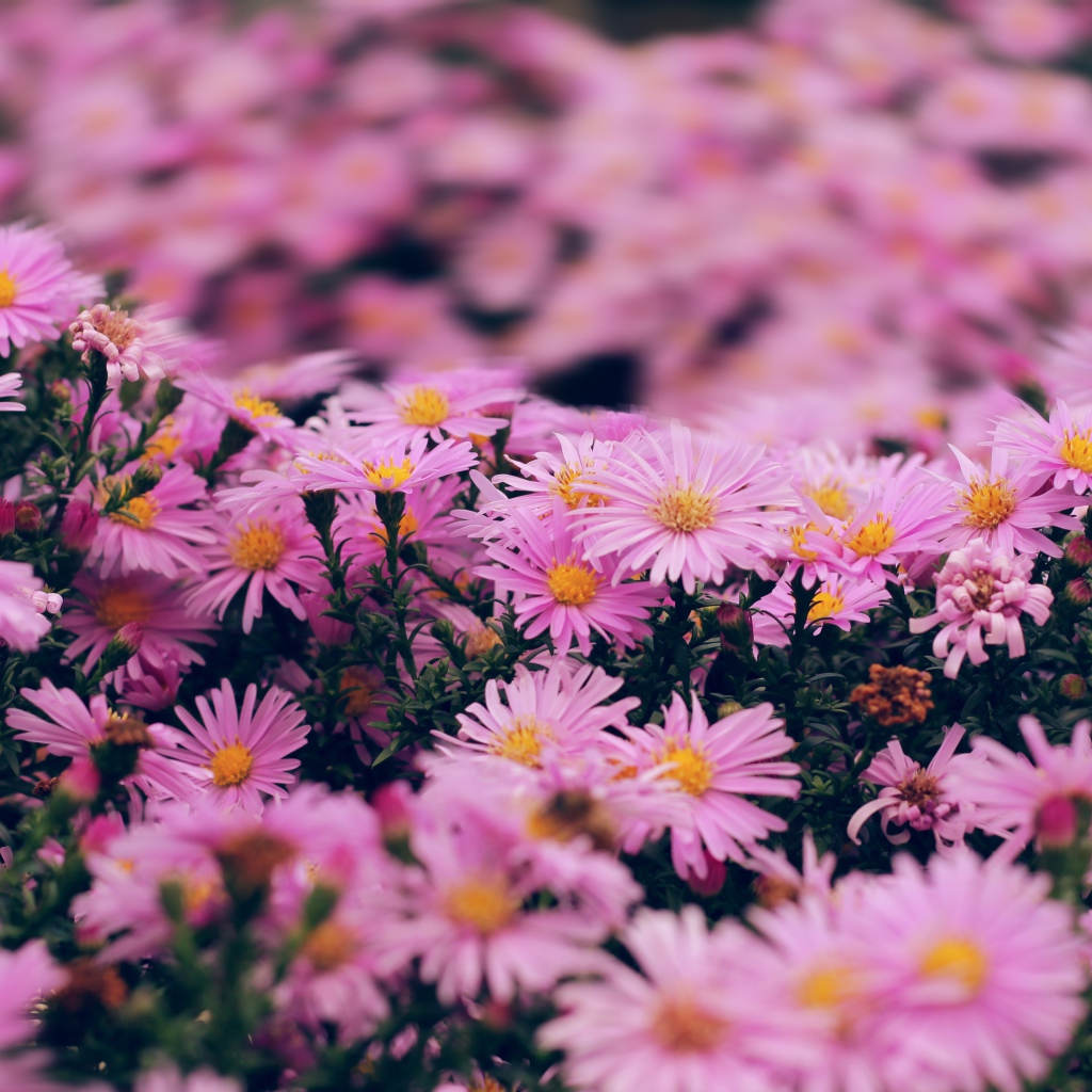 Розовые цветы сентябринка крупным планом 