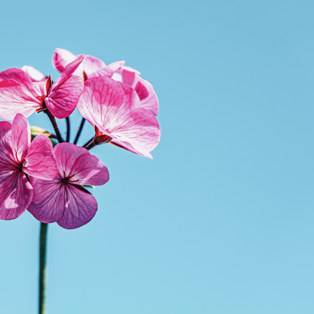 Розовые цветы герани на голубом фоне 