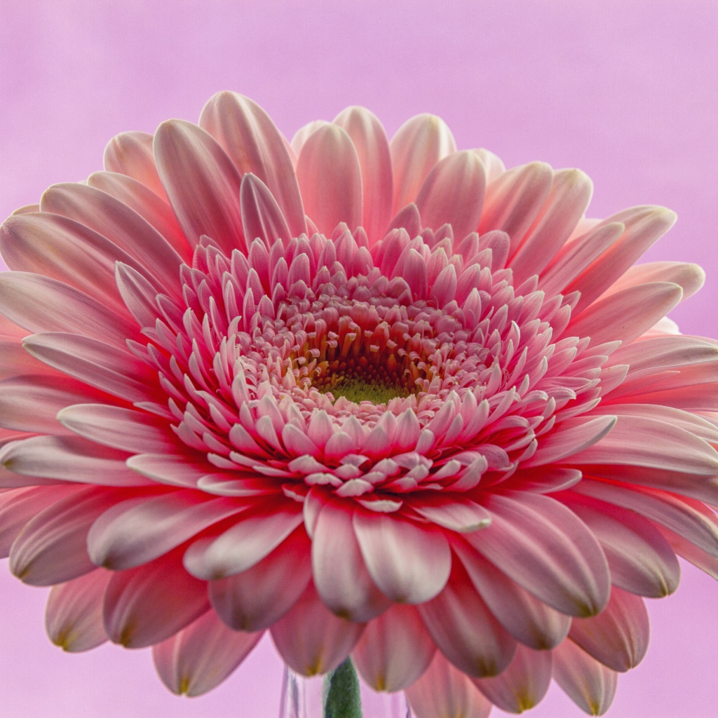 Розовый цветок герберы на розовом фоне