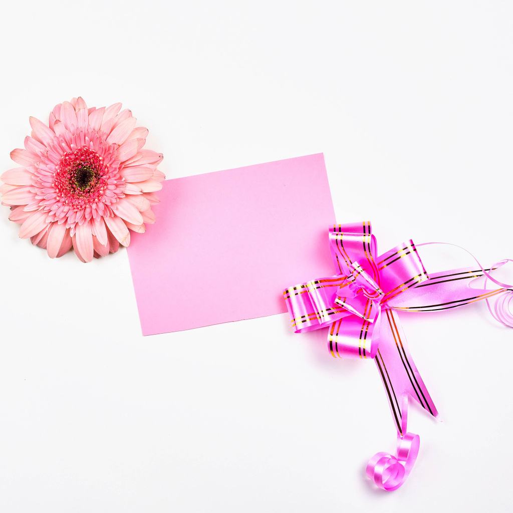 Розовый цветок герберы с бантом и листом бумаги на белом фоне