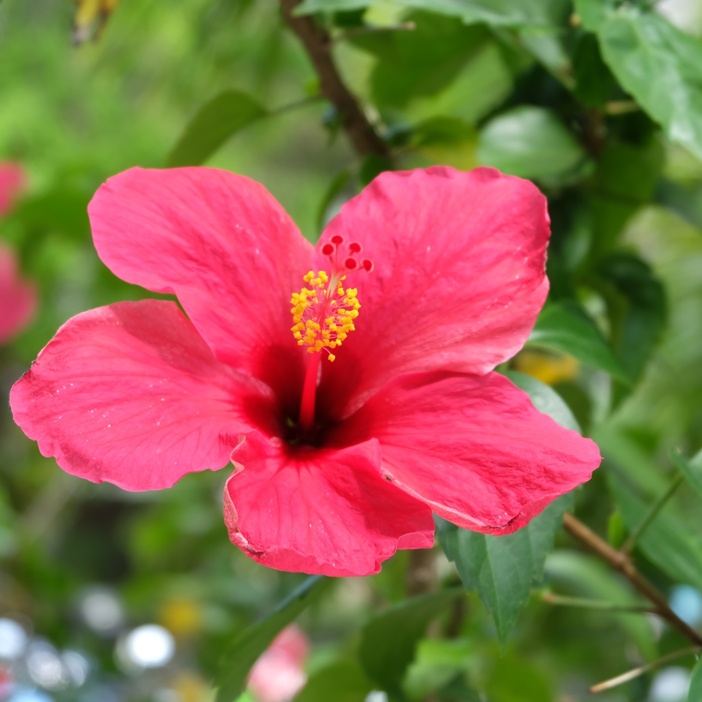 Розовый цветок гибискуса крупным планом на клумбе