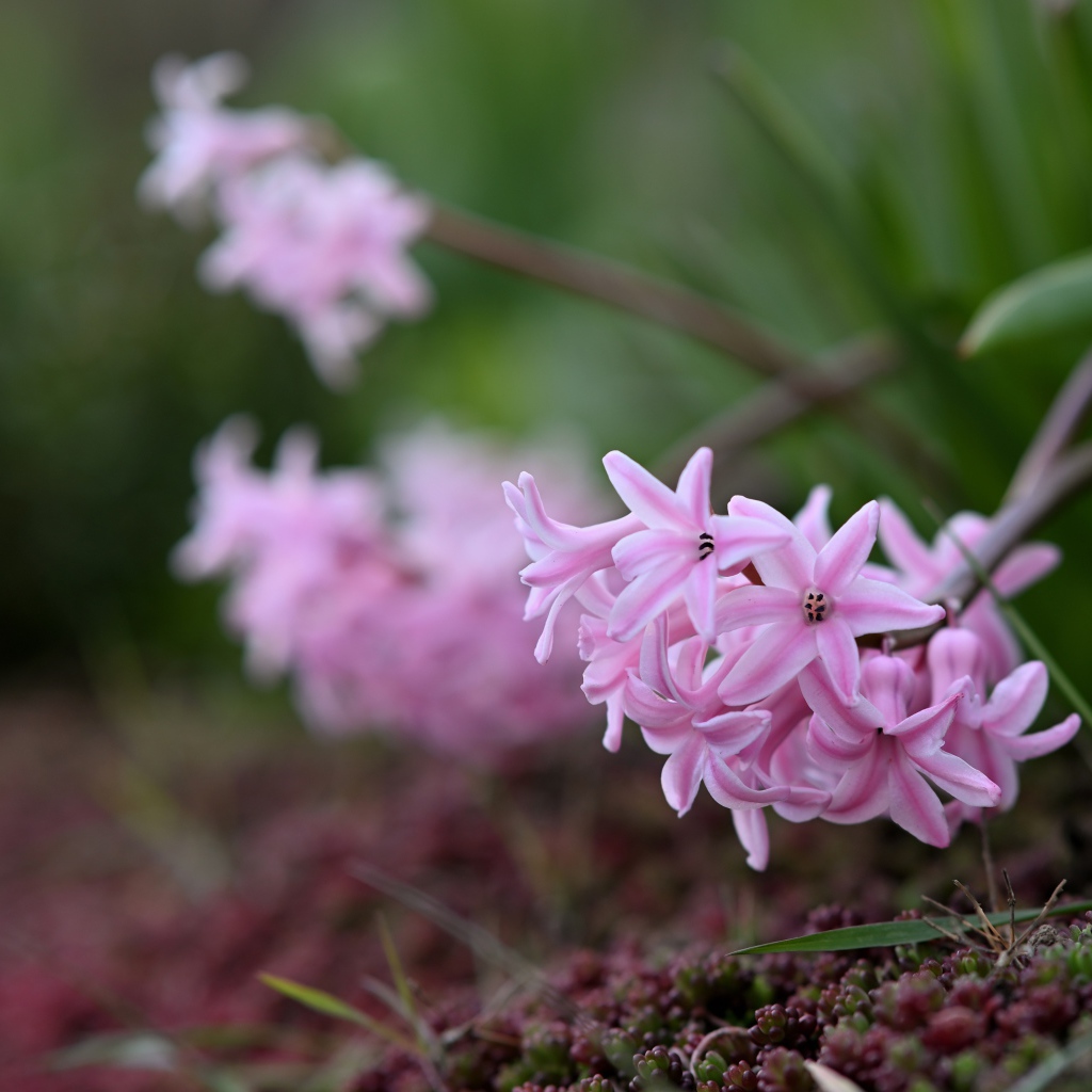 Розовые гиацинты на клумбе весной