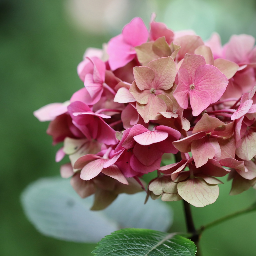 Розовый цветок гортензии крупным планом