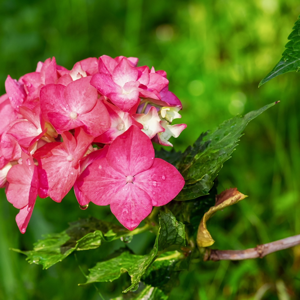 Розовые цветы гортензии в зелеными листьями