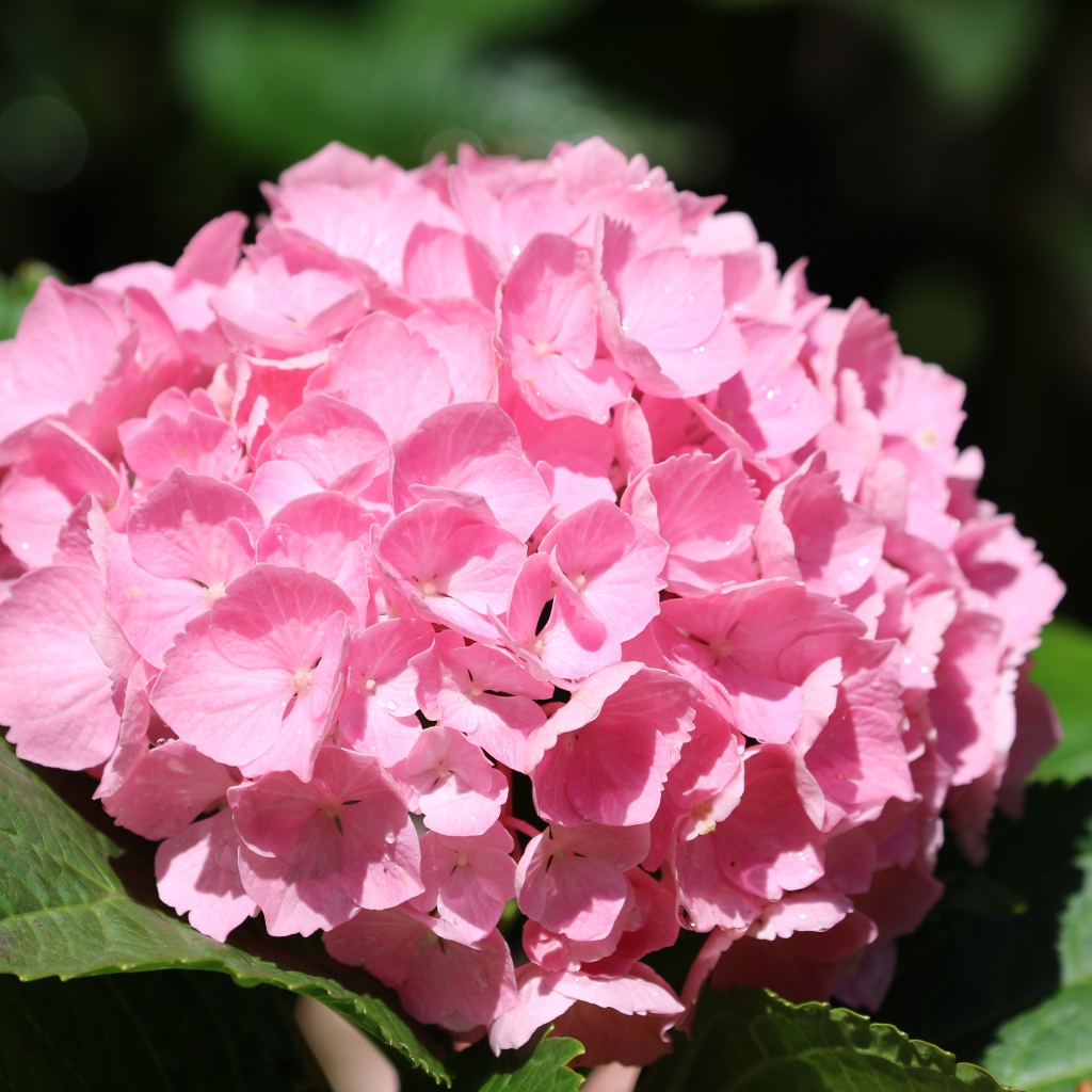 Розовые цветы гортензии с зелеными листьями крупным планом 
