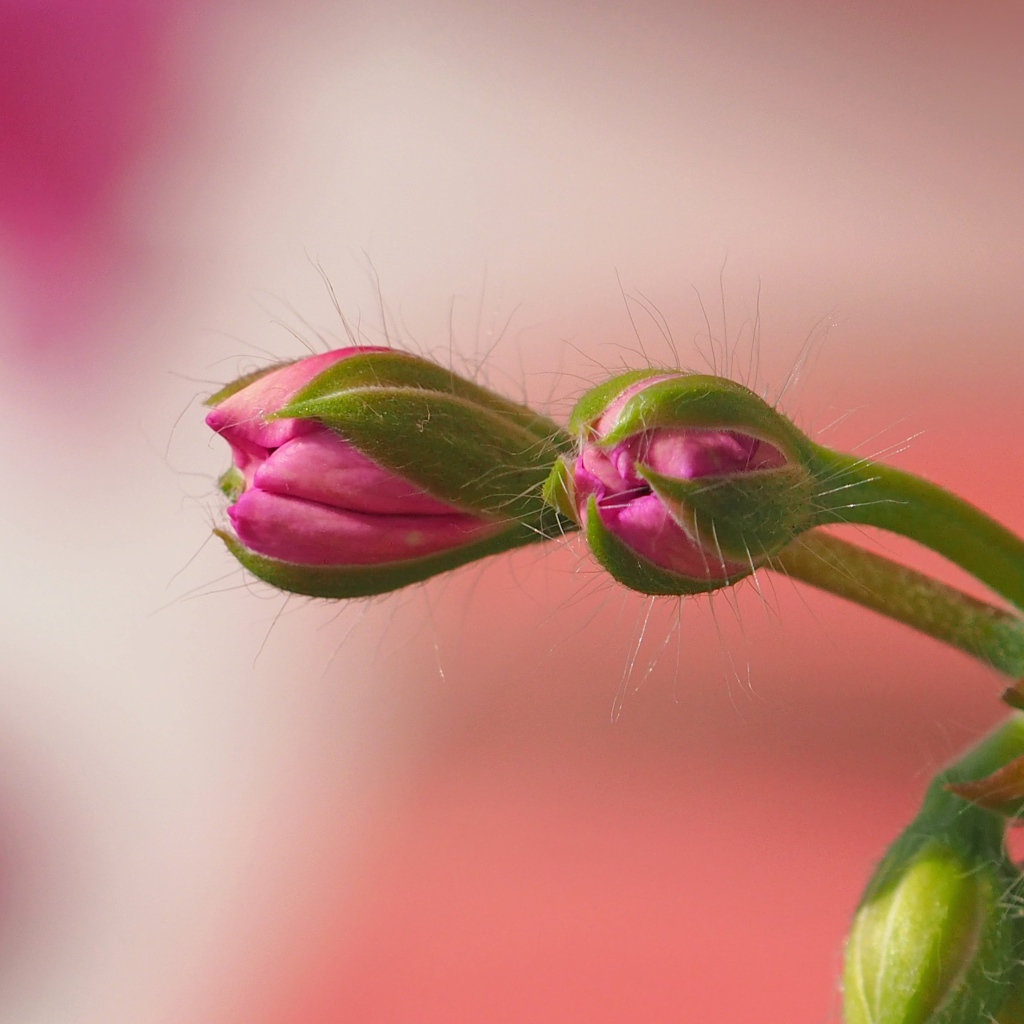 Розовый комнатный цветок герани распускается