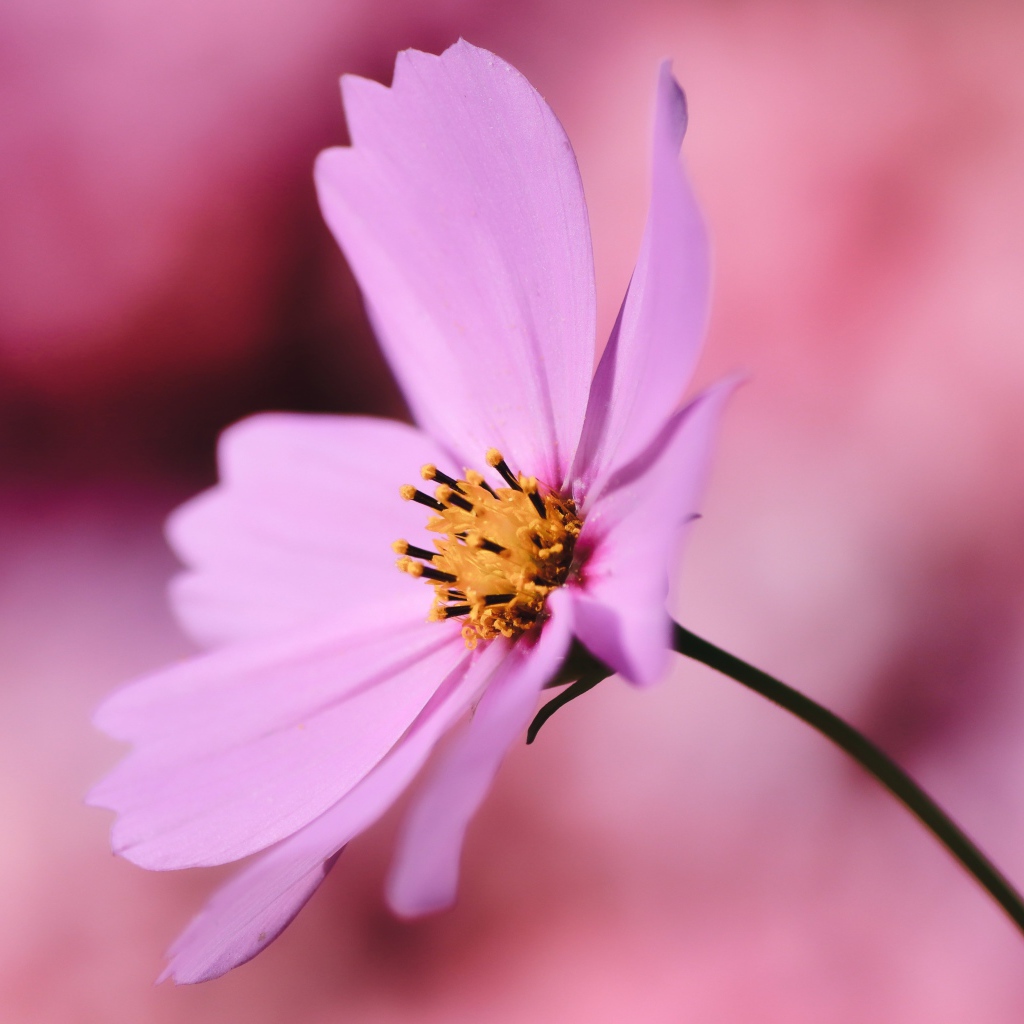 Розовый цветок космея крупным планом на розовом фоне