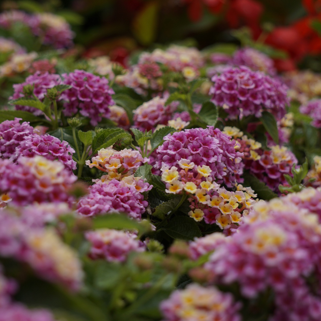 Розовый цветы Лантана на клумбе 