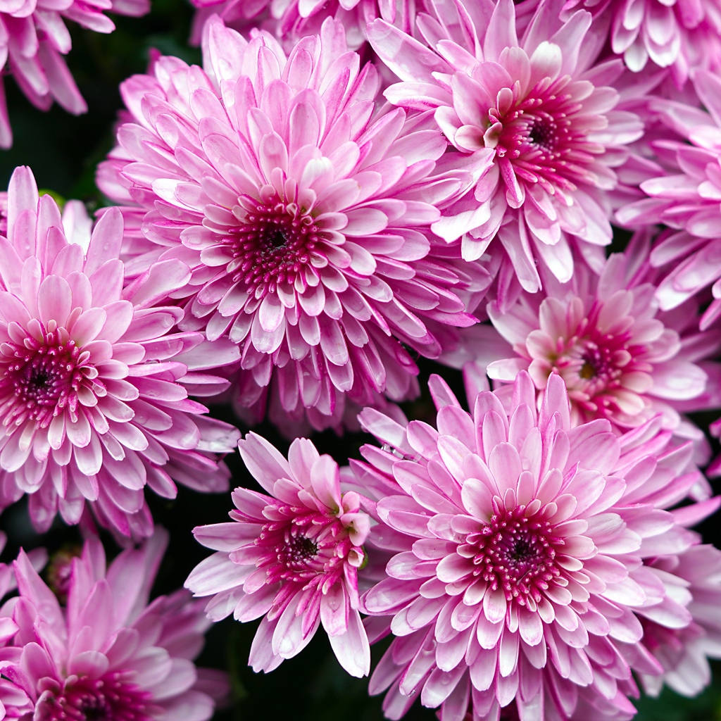 Розовые крупные хризантемы крупным планом 