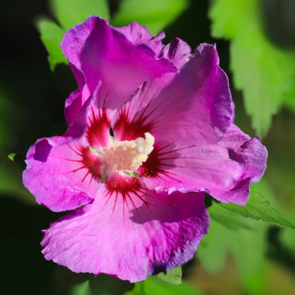 Розовый цветок лаватера с зелеными листьями крупным планом