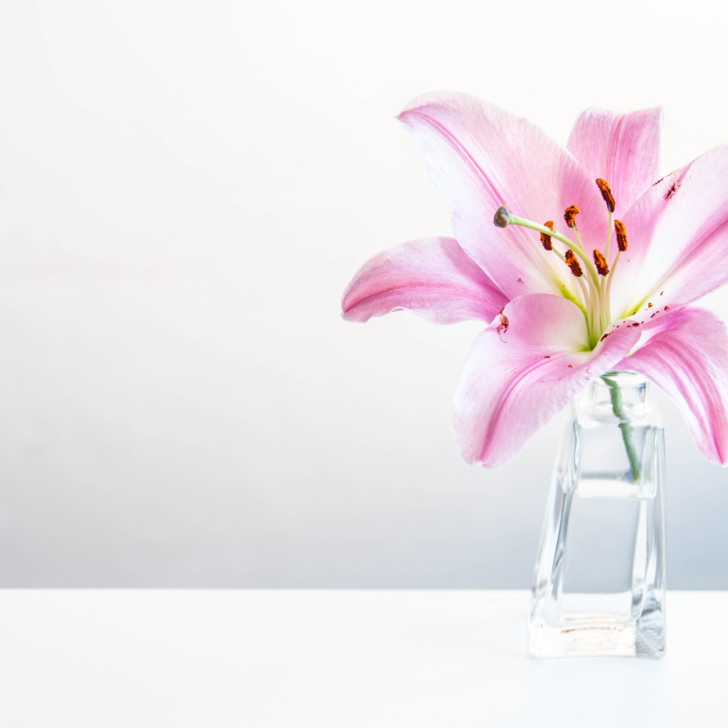 Розовый цветок лилии в вазе на сером фоне