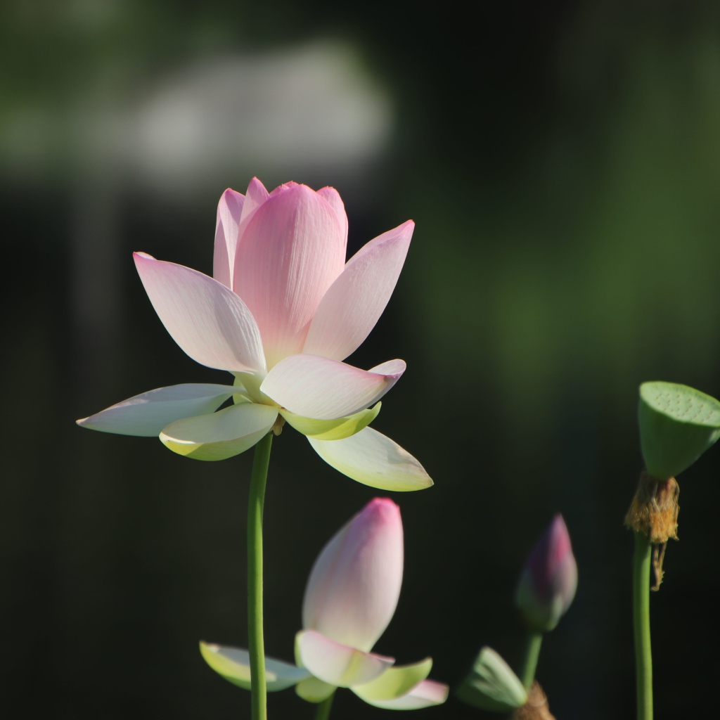 Розовый цветок лотоса с бутонами в лучах солнца 