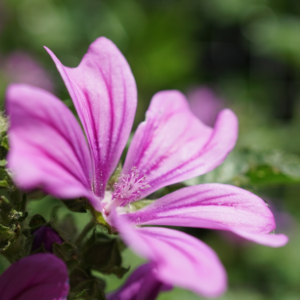 Розовый цветок мальва крупным планом  на клумбе