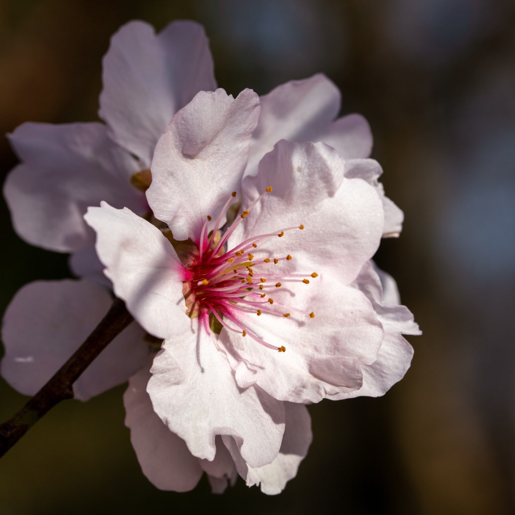 Розовый цветок персика крупным планом