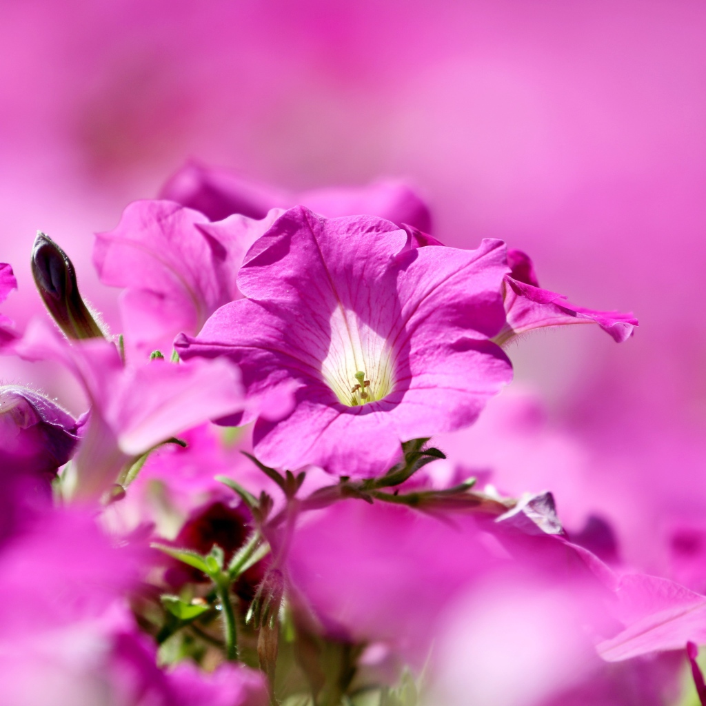 Розовые цветы петуния крупным планом 