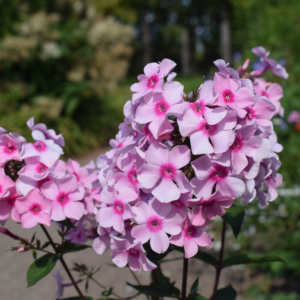 Розовые цветы флоксы на клумбе крупным планом