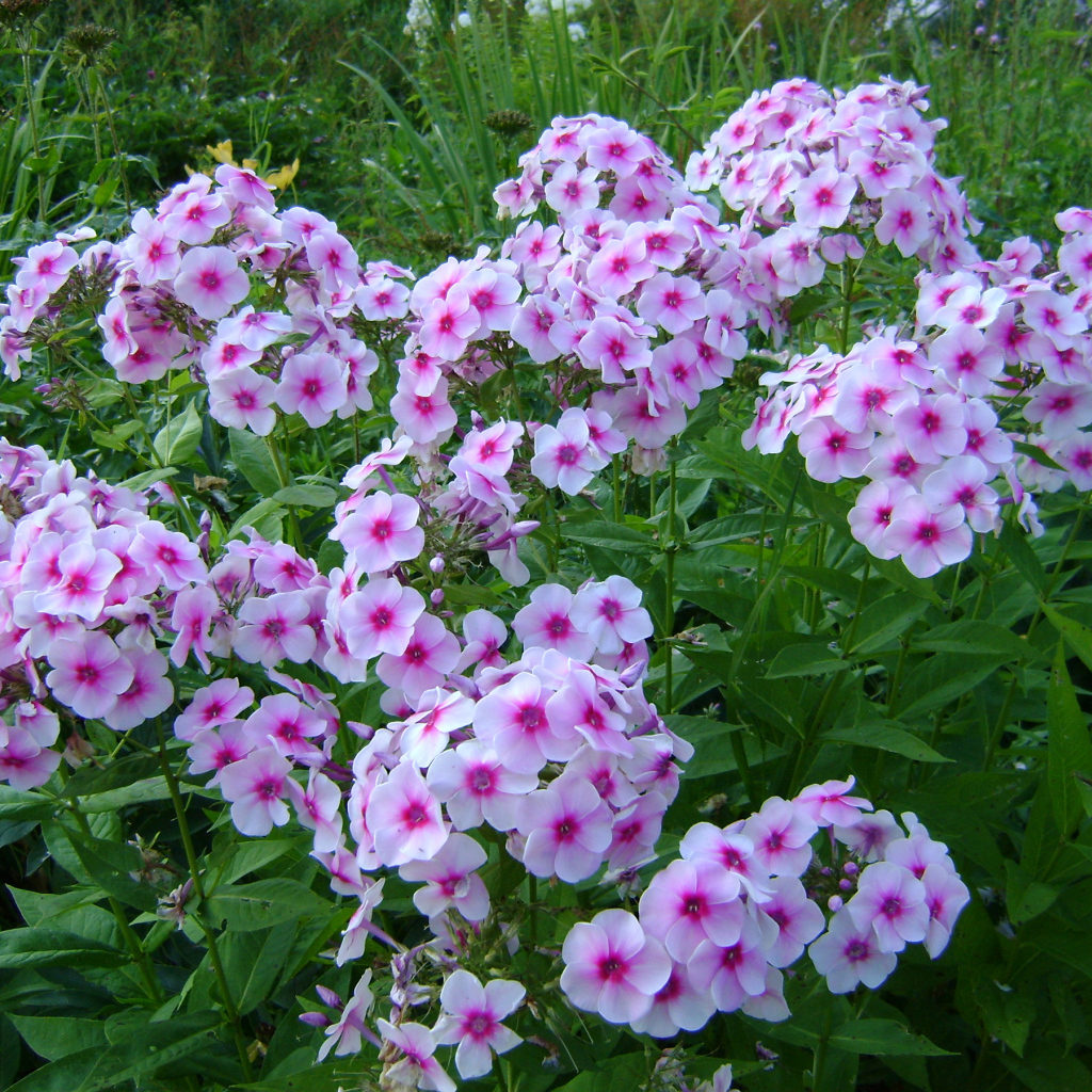 Розовые цветы флокса с зелеными листьями на клумбе