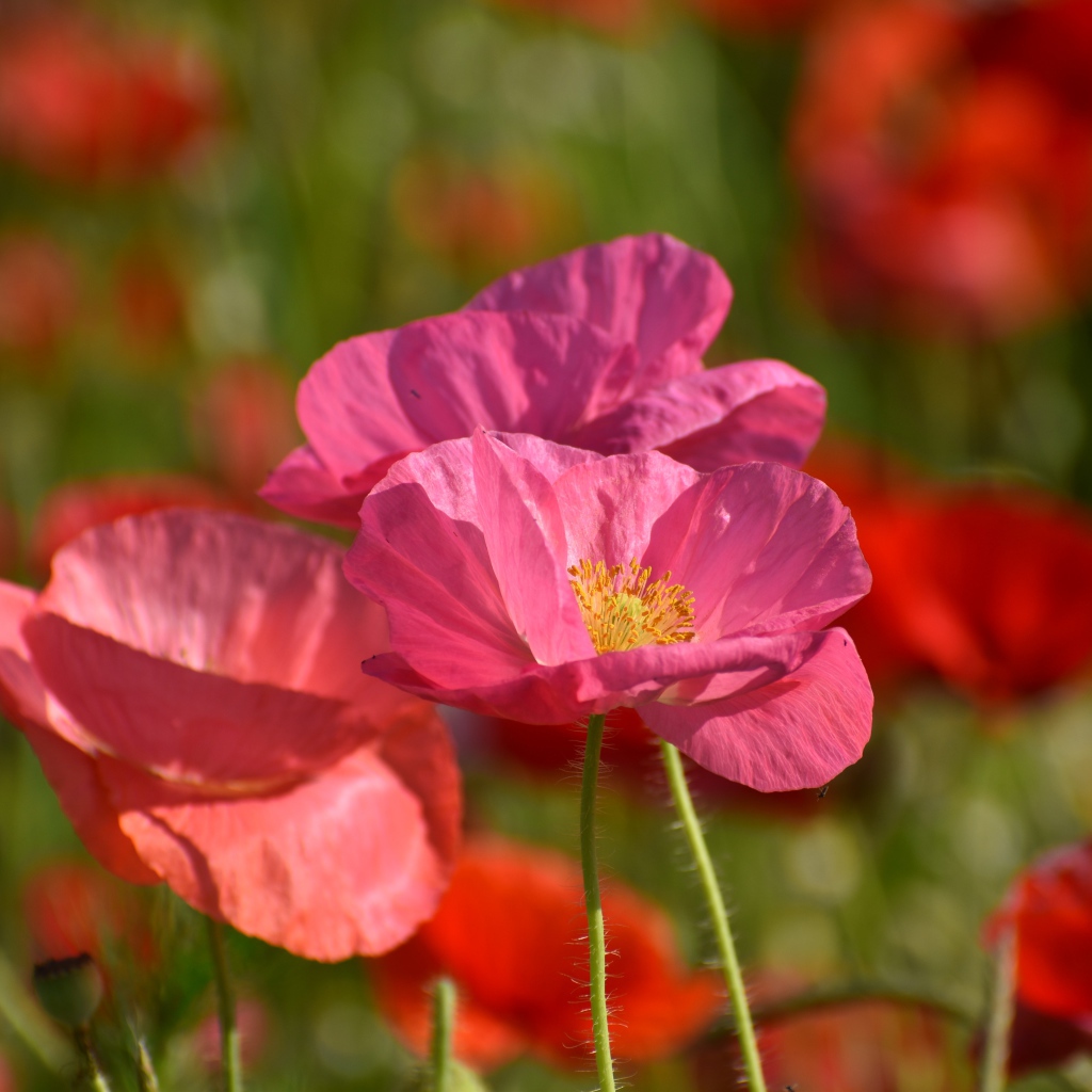 Розовые маки в лучах солнца на поле 
