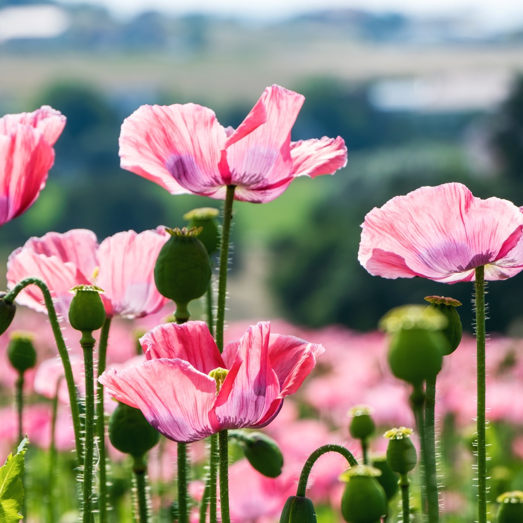 Розовые цветы мака с бутонами в лучах солнца на клумбе летом