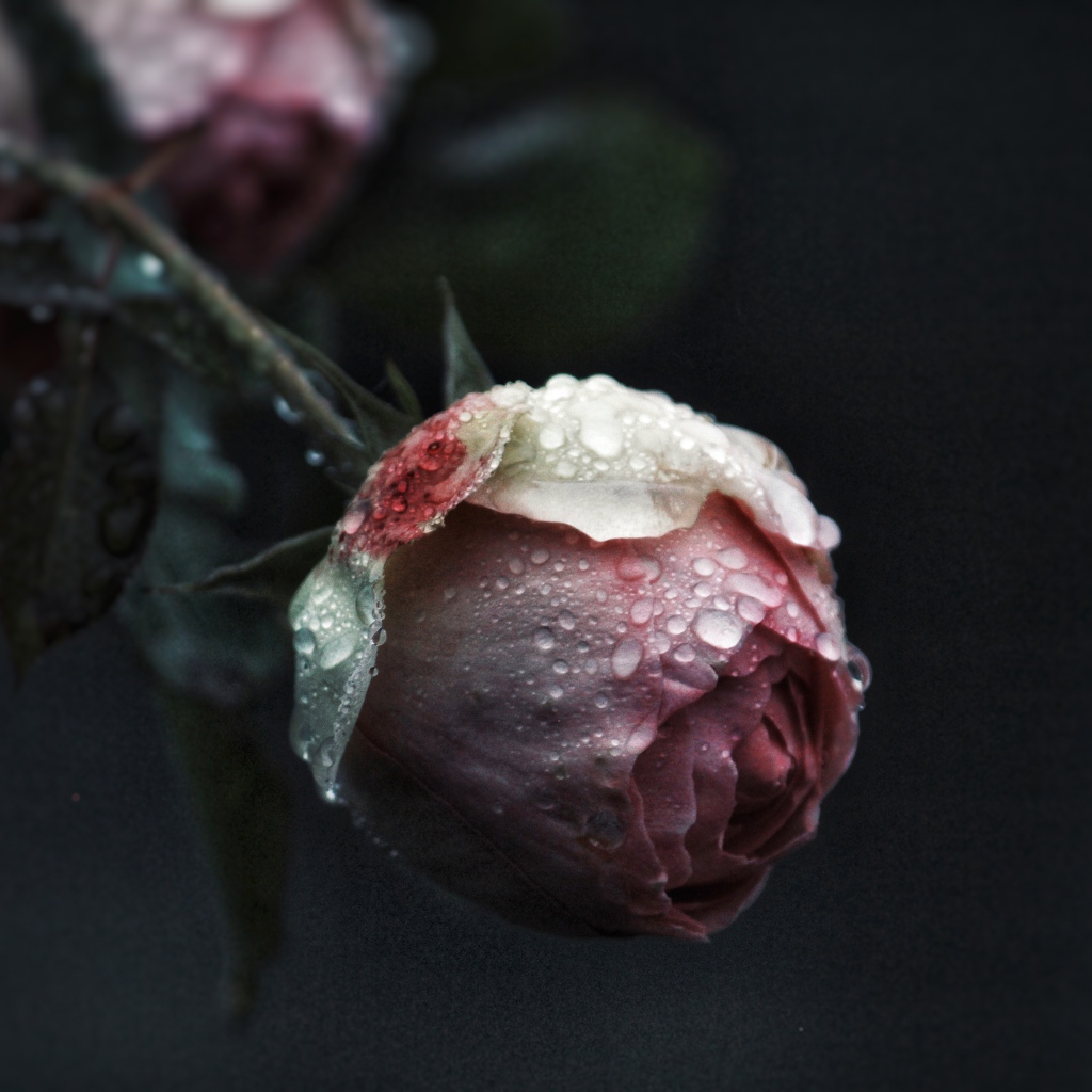 Бутон розовой розы в каплях росы