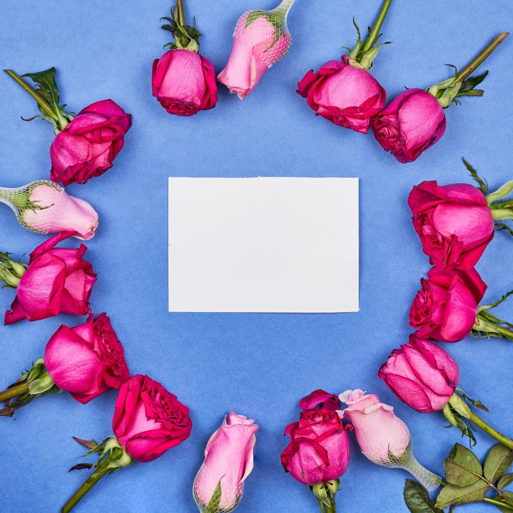 Бутоны розовых роз с белым листом бумаги на голубом фоне