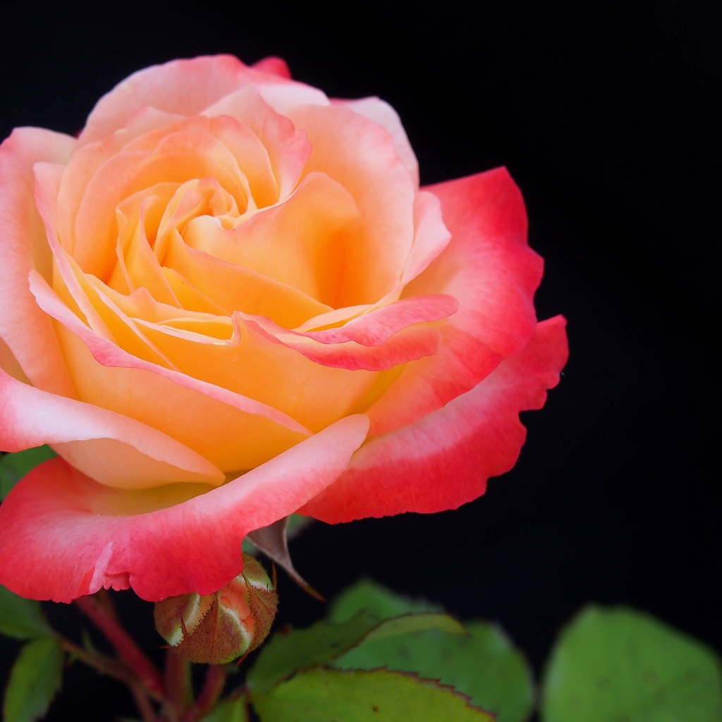 Розовый цветок розы с бутонами на черном фоне