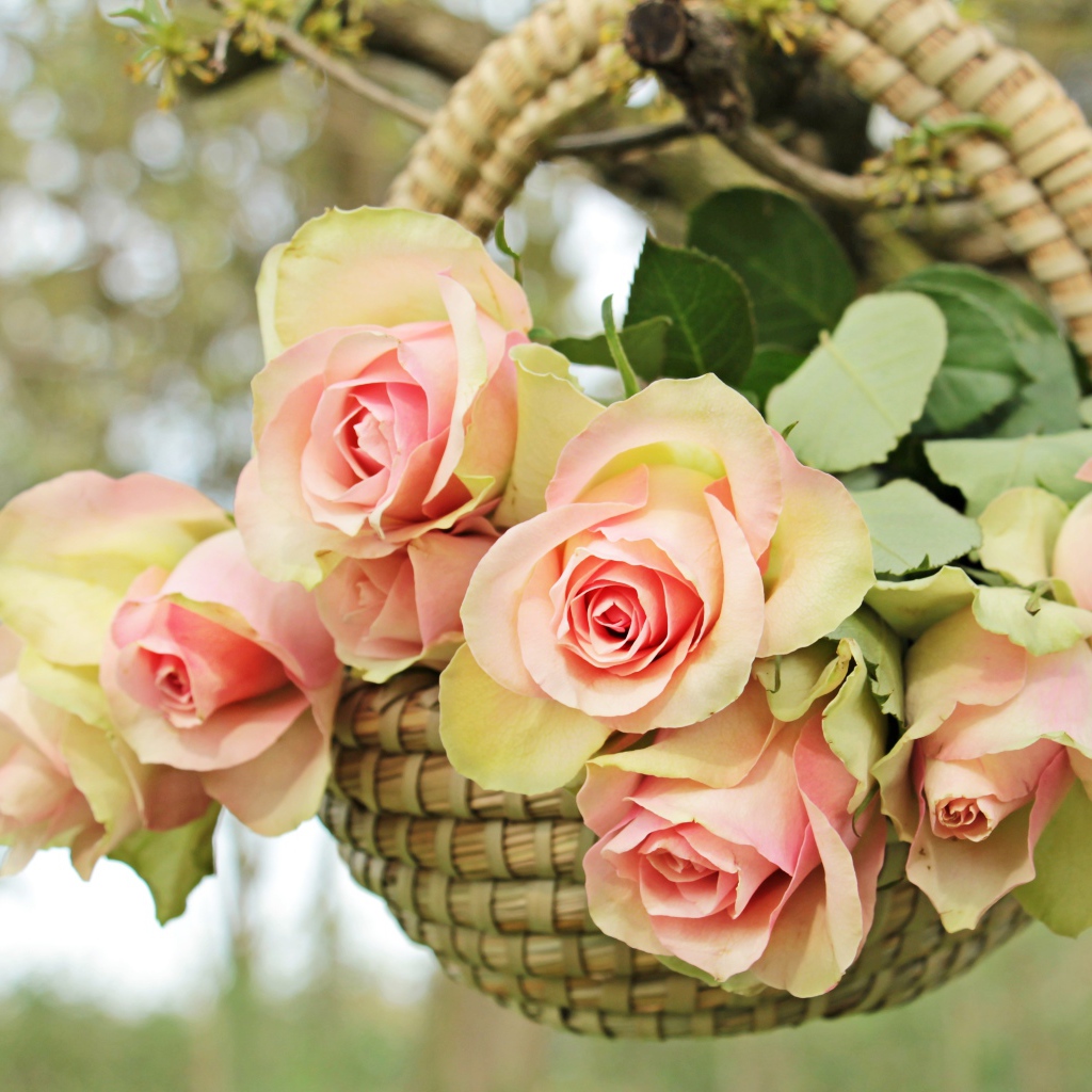Розовые цветы розы в корзине на ветке