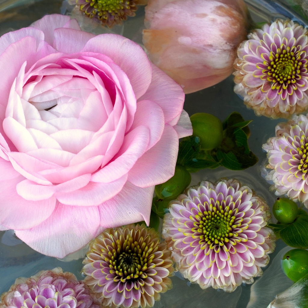 Розовая роза с хризантемами в воде