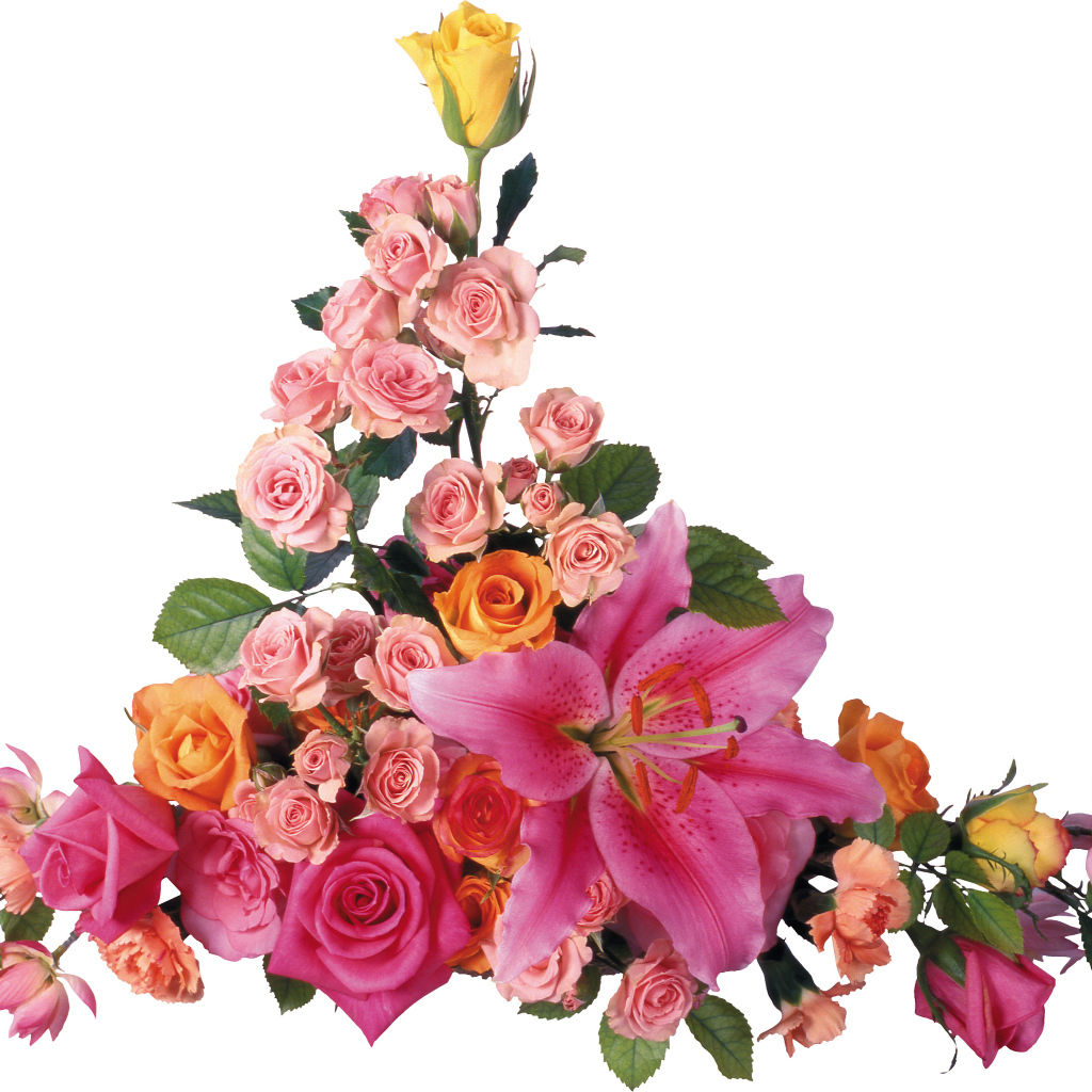 Розовые розы с лилиями на белом фоне 