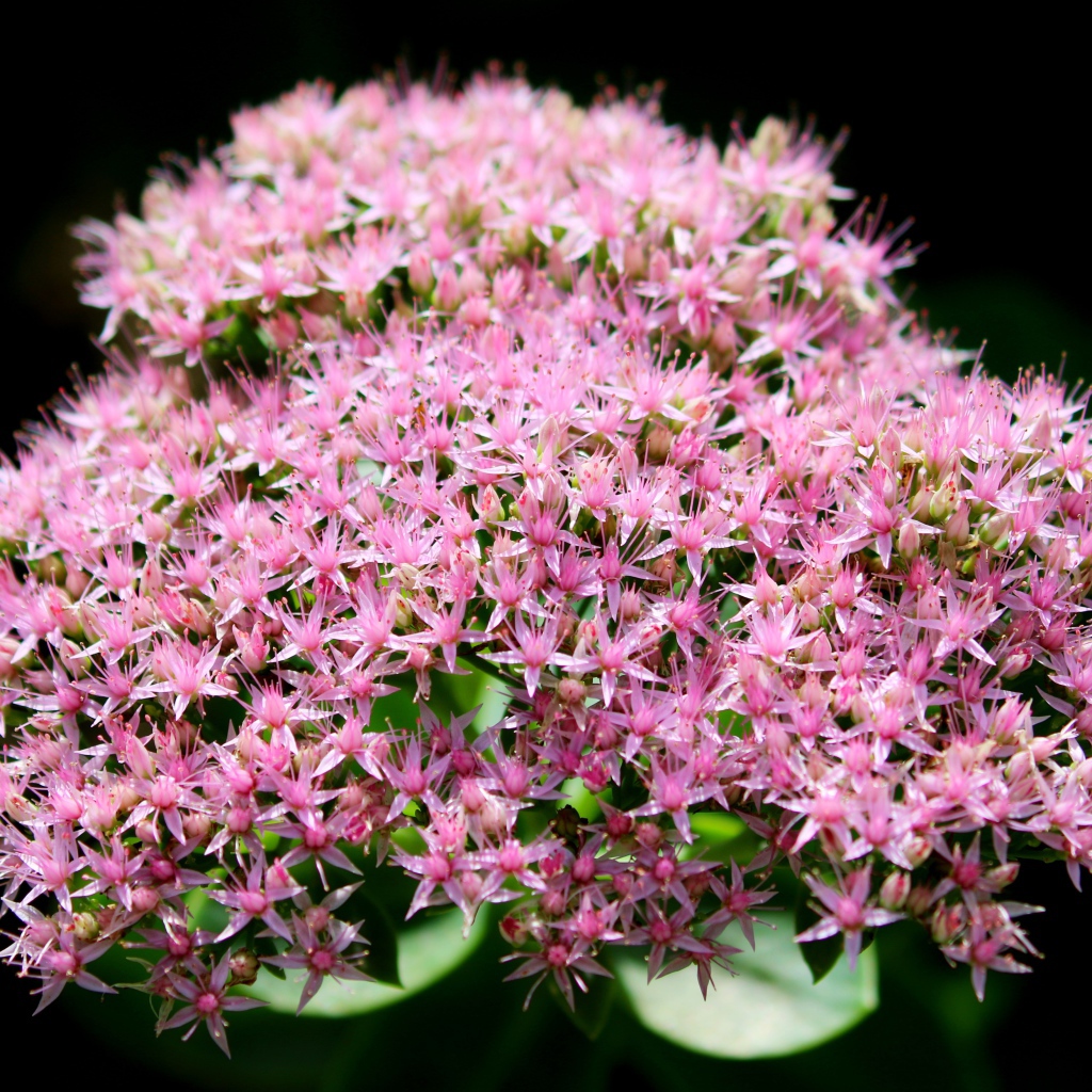 Розовые мелкие цветы Хилотелефиум на черном фоне