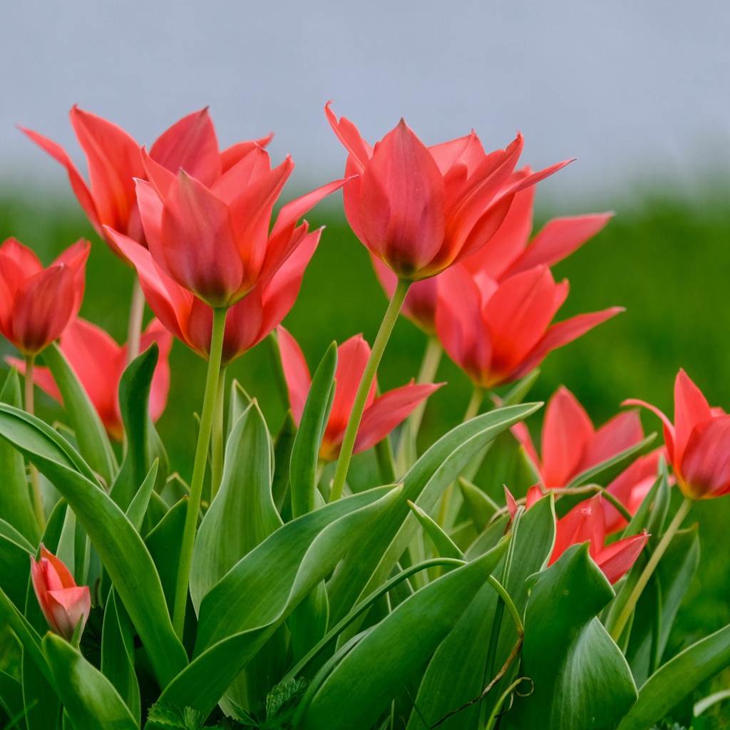 Розовые цветы тюльпана на поле в зеленой траве