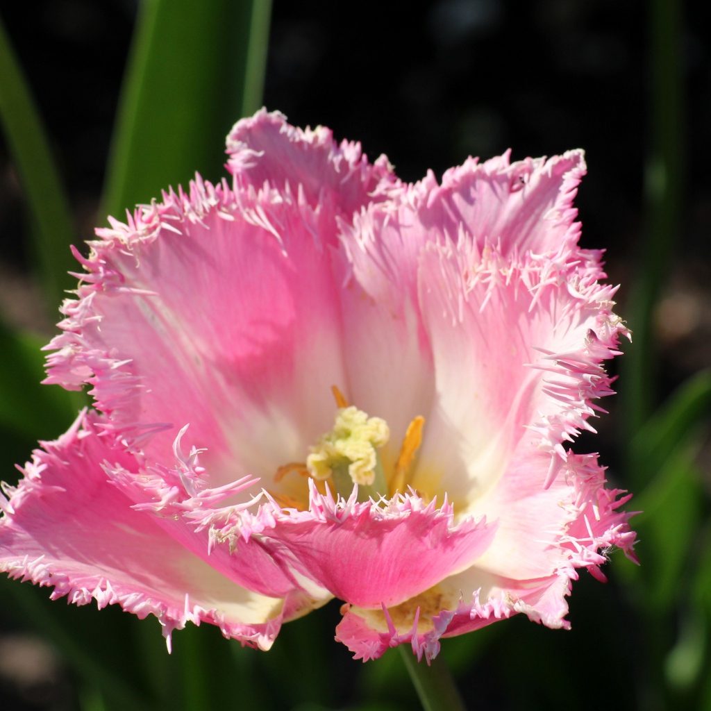 Розовый тюльпан с пышными лепестками