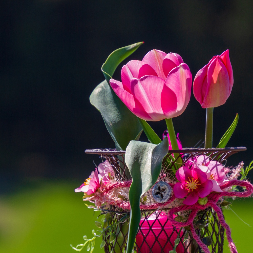 Розовые тюльпаны в железной корзинке крупным планом