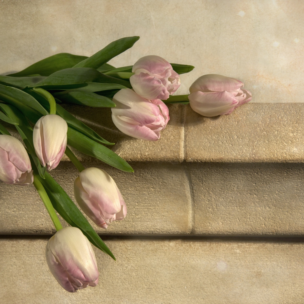 Розовые тюльпаны лежит у стены