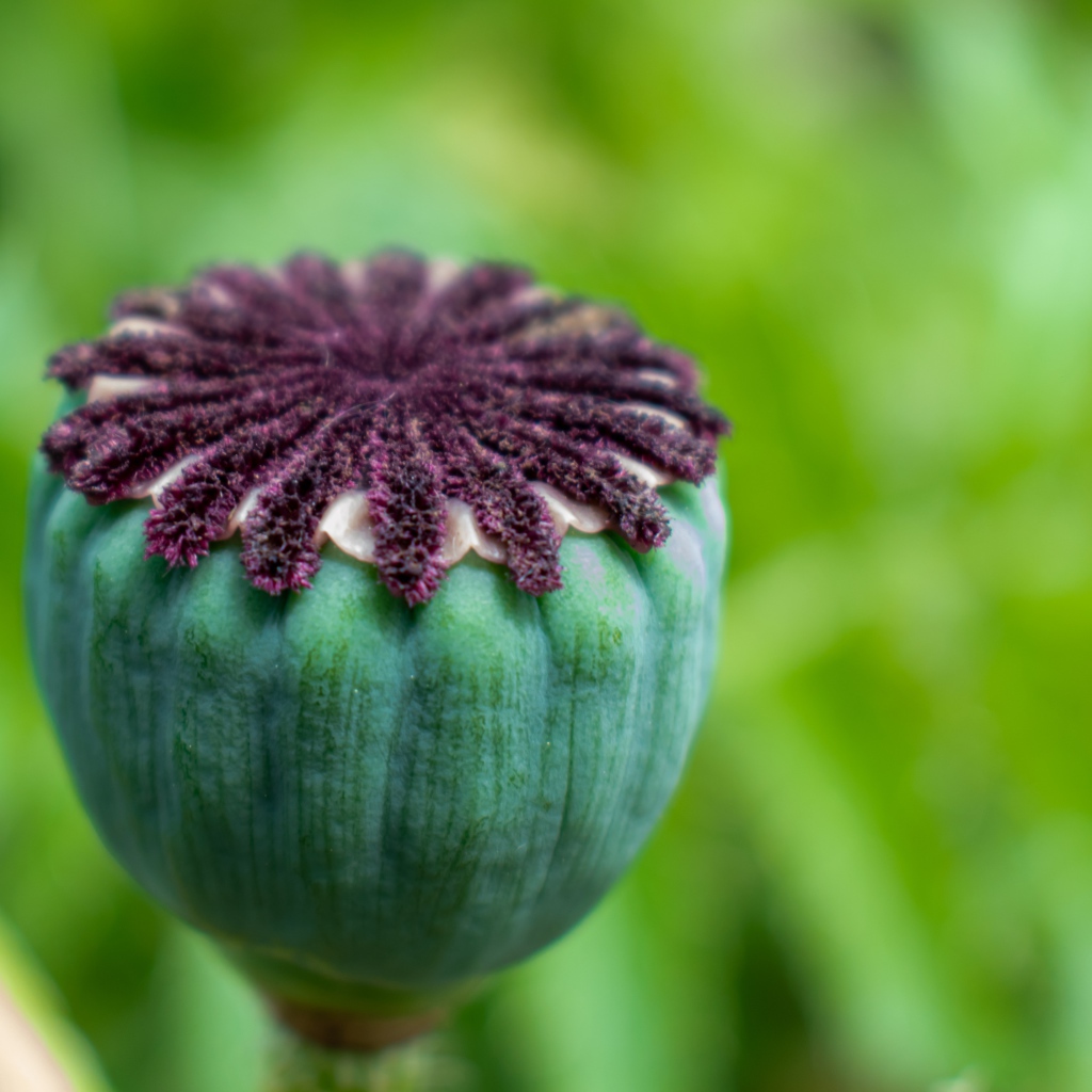 Маковая коробочка крупным планом 